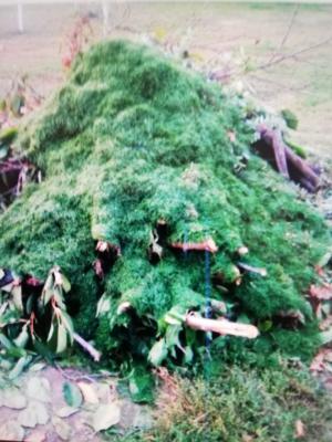 orezy zo stromov,kríkov a lístia